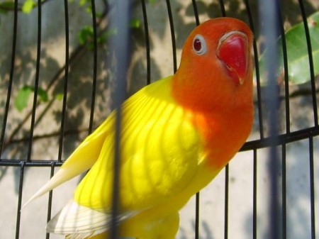  Jenis  Jenis  Burung Lovebird  Fachri s Blog