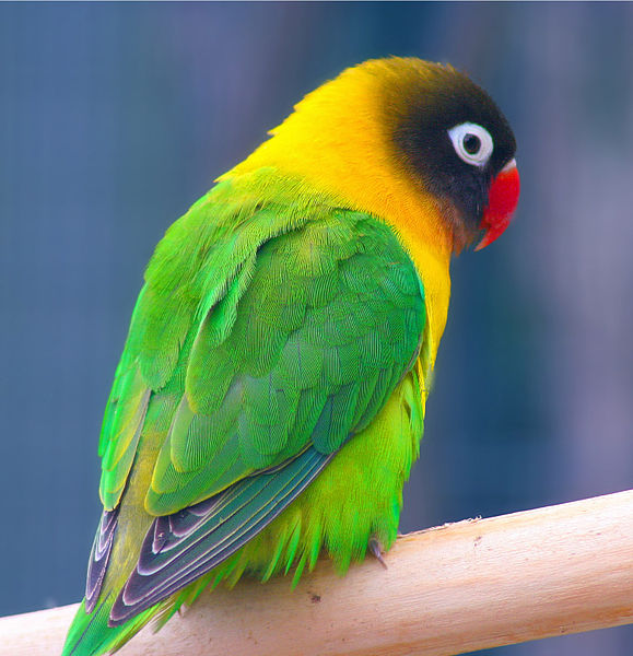 Jenis Jenis Burung Lovebird Fachri s Blog
